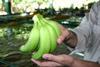 EU banana protection delight and dismay