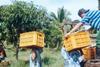 Philippines mango pickers