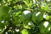 Purshade treated Washington apples