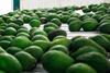 Peru: Avocado-Exporte steigen um 22,8 Prozent