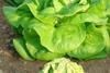 Protected: Lettuces are likely to last longer with Signum, say BASF