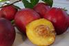 August Red nectarine South Africa