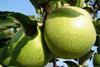 Granny Smith apple