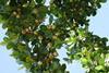 Australien: Prognose für Macadamia-Ernte nach unten korrigiert