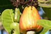 cashew tree nut india