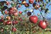 Chilean apples