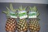 Tesco launches organic pineapples