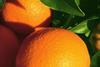 oranges