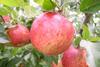 Apples