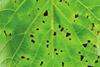 Kiwifruit canker leaf square