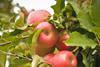 PinkLady apple tree 3