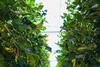 Kaufland: Ganzjährig Tomaten aus deutschem Anbau