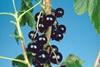 Blackcurrants top healthy superfruit league