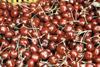 Cherries running late