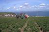 Potato Council seeks award nominations