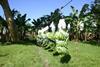 Tough banana market adds to climatic intervention