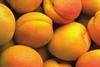 apricots