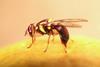 Queensland fruit fly credit NSW Department of Primary Industries