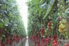 Im Rheinland läuft die Tomatenernte