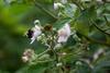 Biobest blackberry blossom