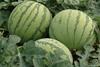 Drei noch nicht geerntete Wassermelonen aus Spanien auf dem Feld.