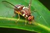 Queensland fruit fly