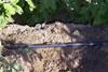 Netafim taps spuds