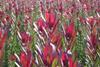 Israeli growers in full bloom