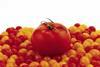 Berry-sized tomatoes hit the shelves at Sainsbury's