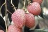 Improving outlook for lychees