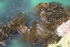 800px-Kelp_forest_Otago_1s