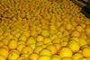 South Africa citrus
