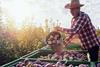Capespan apples