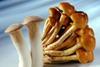 Mushroom shelf life under the microscope