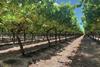 Sun World table grapes Australia