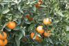 naranjas