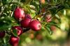 CMI Orchards apple orchards