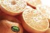 Jaffa Suntina set to arrive in UK
