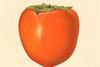 Hachiya persimmon watercolour