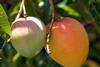 Indian mangoes
