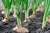 Onion bulbs planted Adobe Stock