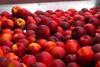 Romagna Italy nectarines