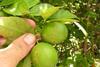 Citrus canker lime free use