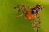 fruit fly