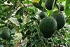 Kenya and Tanzania are both big exporters of avocados