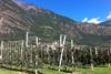 Italy South Tyrol Jazz apple orchards