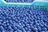 Argentinean blueberries