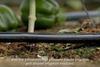 Bayer drip irrigation from youtube