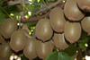 Kiwifruit