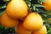 South Africa soft citrus